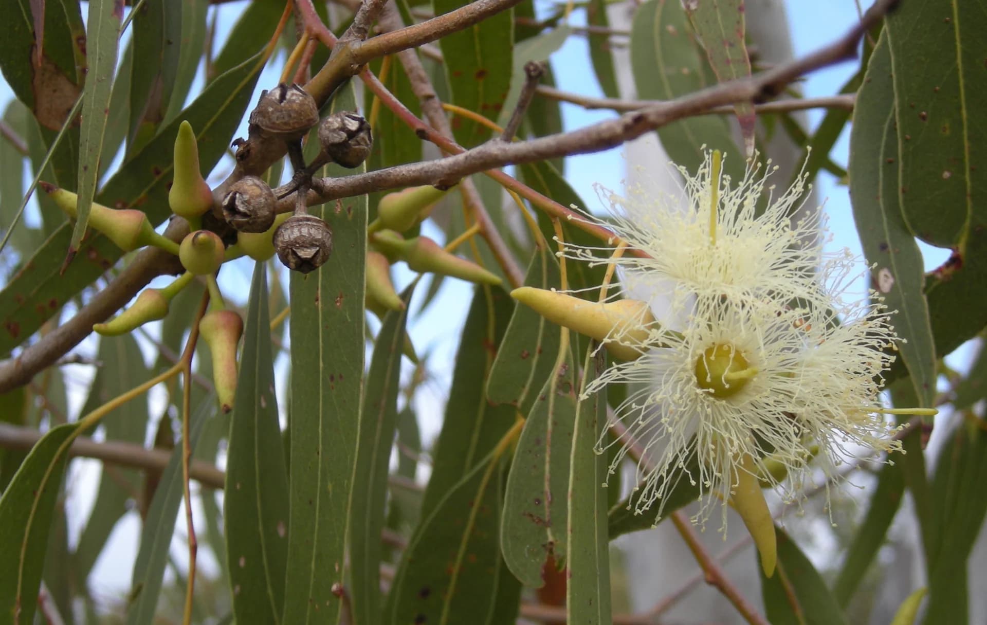 Perth native eucalyptus trees