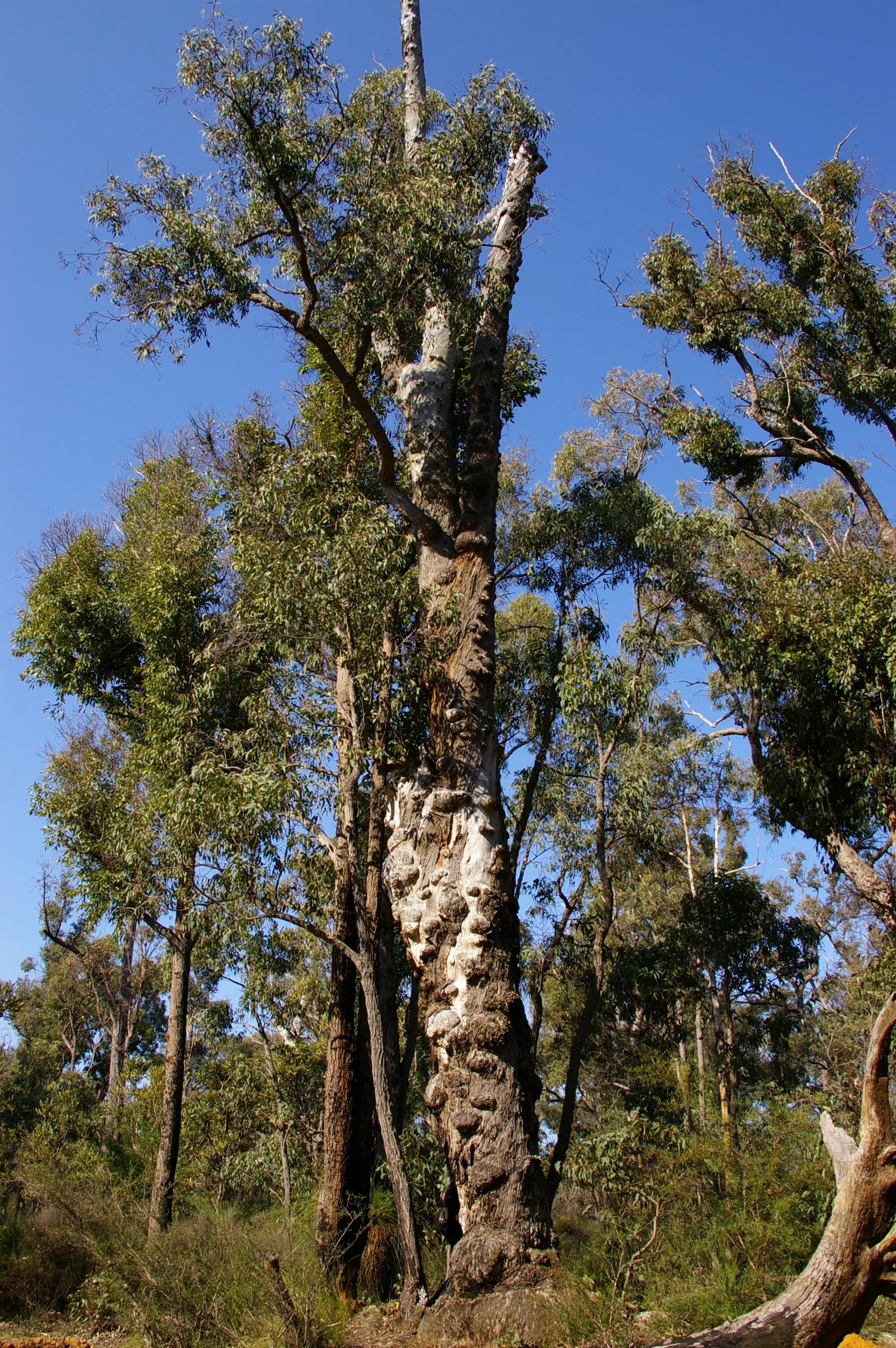 The Complete Guide to Perth Native Trees